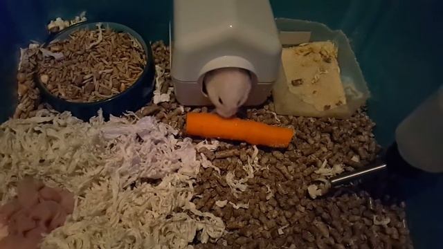 Хомяк и морковка / Hamster and carrot смотреть онлайн