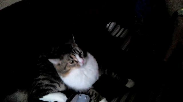 Прикол с кошкой.Злая кошка.(angry cat) смотреть онлайн