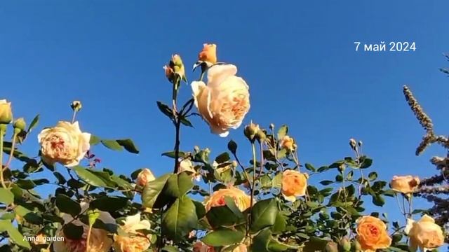 #сад #roses #розы Кроун принцесса Маргарет Crown Princess Margareta Au смотреть онлайн