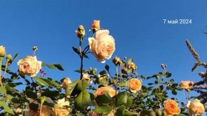 #сад #roses #розы Кроун принцесса Маргарет Crown Princess Margareta Au