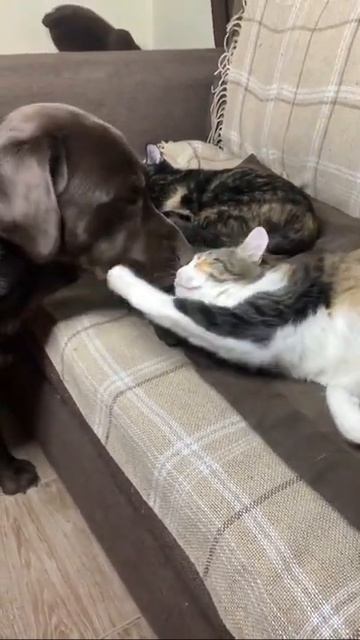 А кто мне ночью спать не давал? смотреть онлайн