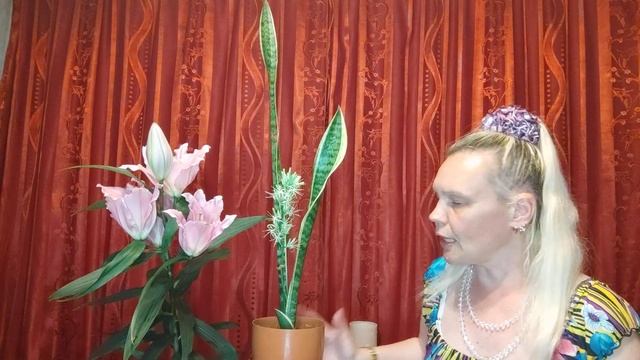 Сансевиерия Лауренти у мамы 3 месяца спустя. Как измен? смотреть онлайн