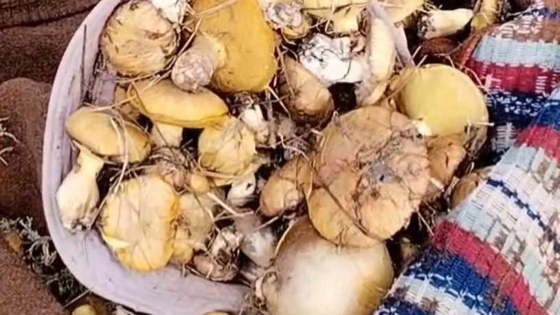 Такое бывает? Маслята в мае. Сажаем цветные огурцы))) смотреть онлайн