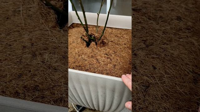 Почему не укрываю розы на зиму 🥀