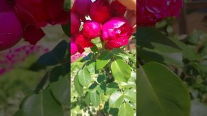 Роза Эрик Таберли. Цветёт базальный побег