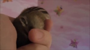 бурундук прикольный