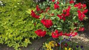 Розы на штамбе/Сорта сильных роз-Айсберг, Скарлет Мейя