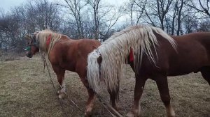 КОБЫЛА ДОЖДАЛАСЬ ЖЕРЕБЦА