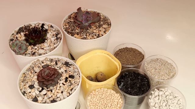 Суккуленты. Мал золотник, да дорог.