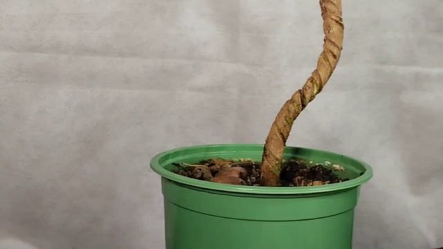 √3 фикус1 бонсай