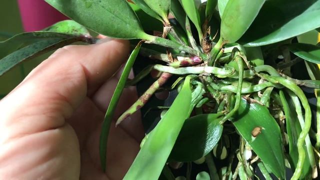 23.04.25 Вихвалялка. С. Peckaviensis (aclandiae X Schilleriana)#orchid #cattleya #plants