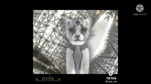 подборка Видео вилд крафт из тик ток 1 часть