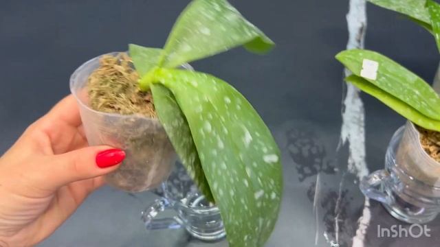 #orchid .Новинки от Profar, подростки в 1.7. Новинки от Yaphon 2.5.