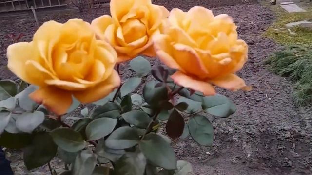 ОБРЕЗАЕМ РОЗЫ // БУКЕТ ОТ МУЖА // ЖИЗНЬ В ДЕРЕВНЕ. БЕЛАРУ