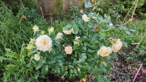 РОЗОЧКА🌹 ЛЯ КАЛИССОН, НЕОДНОЗНАЧНОЕ ВПЕЧАТЛЕНИЕ🤷?