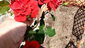 Роза Нина Вейбул - она должна быть в вашей коллекции роз.