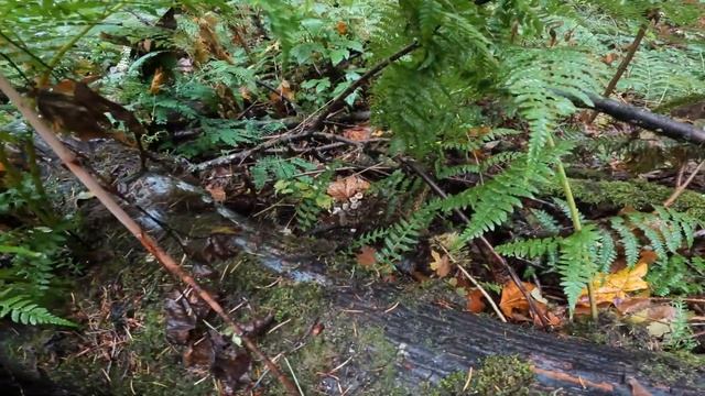 Прогулка в парке/лесе Portland, OR, USA | в поисках грибов)) смотреть онлайн