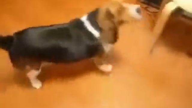 Очень умная собака Приколы с животными смотреть онлайн