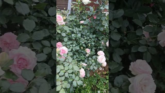 роза Пьер де Ронсар смотреть онлайн