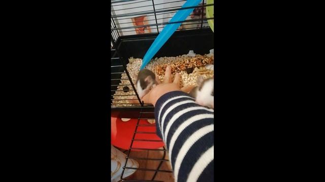 5 МИНУТ МИЛОТЫ С МОИМИ КРЫСКАМИ :D /ДЕКОРАТИВНЫЕ КРЫСЫ/ВЛОГ/ПРИКОЛЫ смотреть онлайн