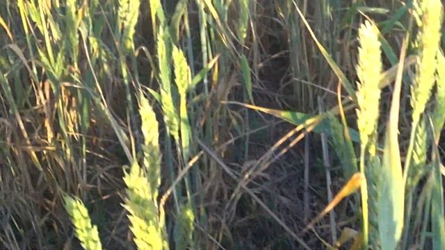 Как No - Till усилил влияние возвратных заморозков на ози?