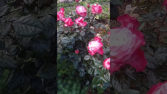 Роза "Ностальжи", краткий обзор смотреть онлайн