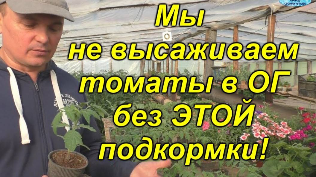 🌱 Чем подкормить томаты ПЕРЕД высадкой в открытый грунт ? смотреть онлайн