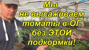 🌱 Чем подкормить томаты ПЕРЕД высадкой в открытый грунт ?