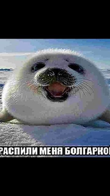 РАСПИЛИ МЕНЯ БОЛГАРКОЙ смотреть онлайн