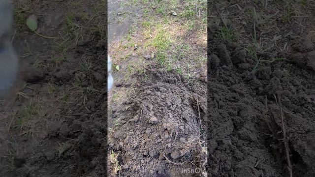 Коп 2024 ,первый пробный Коп с прибором Тихон 850 ,подписы? смотреть онлайн