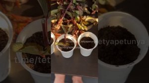 Черенкование пузыреплодника самый быстрый способ!