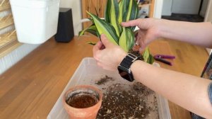 Sansevieria trifasciata hahnii Green Mould Striata-хотела её продавать...