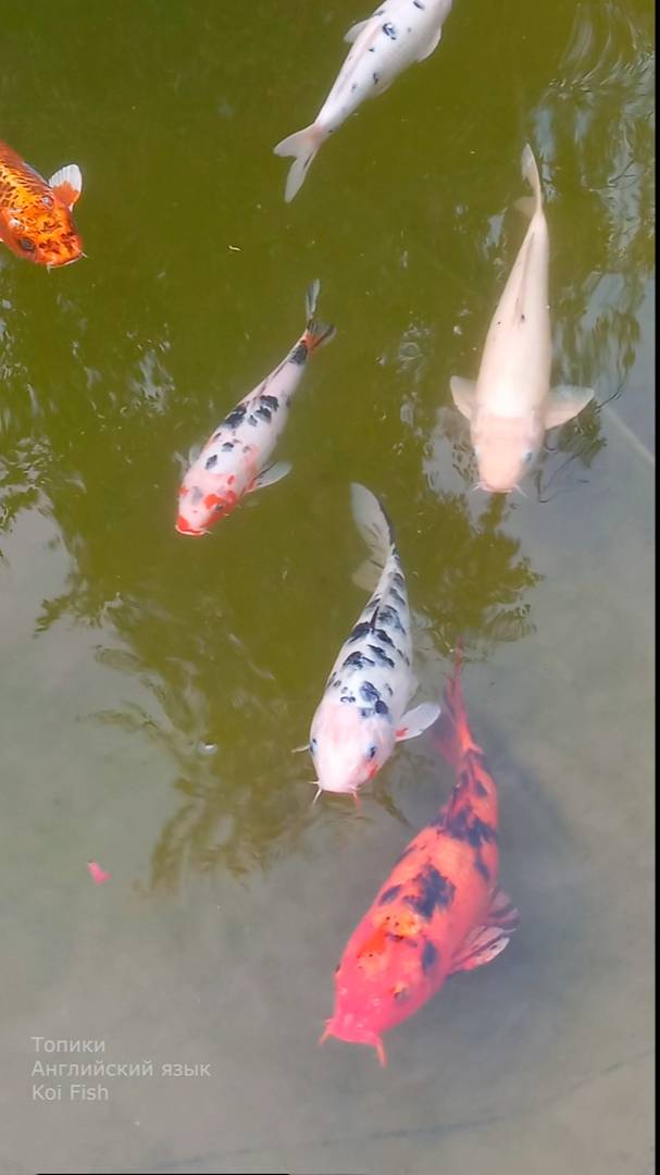 Английский язык. Топик. Koi Fish / Рыбка кои.