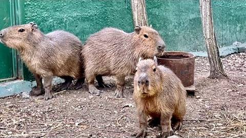 Мы пришли в гости к КАПИБАРАМ и принесли гостинцы! смотреть онлайн
