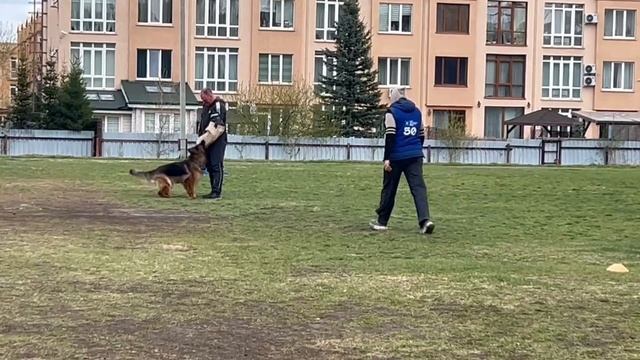 3 Отл. Галеон Старс МАФИЯ +++ №50 / КЧК КЕМЕРОВО 4 мая`25 И.Ширан Моно н/о