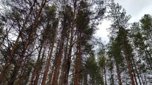 Спим в лесу