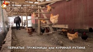 Куры несушки свободного выгула и их обычная куриная рутина – эпизод (327)