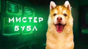 Все серии МАЛЕНЬКИЙ ХАСКИ БУБЛИК!! Mister Booble Начало