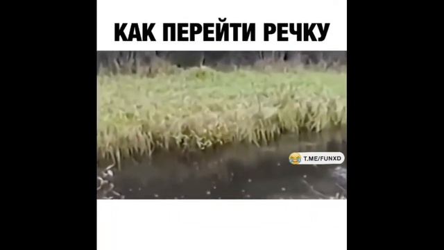 Ит хайрон приколлар | It Xayron Prikollar