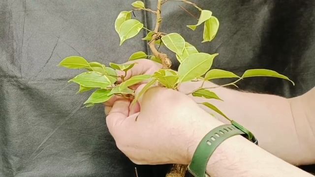 √6 фикус1 бонсай