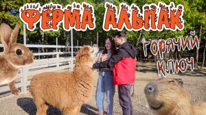 ФЕРМА АЛЬПАК В ГОРЯЧЕМ КЛЮЧЕ
