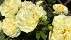 Мой самый ранний пион - сорт «Лемон Шифон (Lemon Chiffon)»