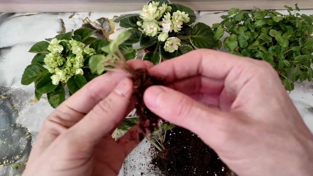 Отделение деток от листа. Работа с фиалками.