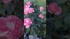 Роза " Мадемуазель Мейян", краткий обзор