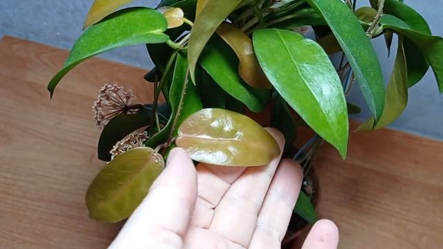 Хойя PNG--419 во всей красе. смотреть онлайн