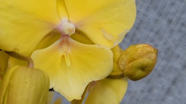 Нова Орхідея з радістю та неприємністю. Фаленопсис бе смотреть онлайн
