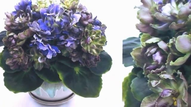 ДФ VII съезд селекционеров  И.Растегаева