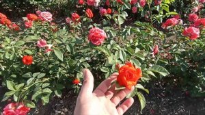 Розы плетистые.Пьер,Салита, Лагуна, Кисми Кейт.