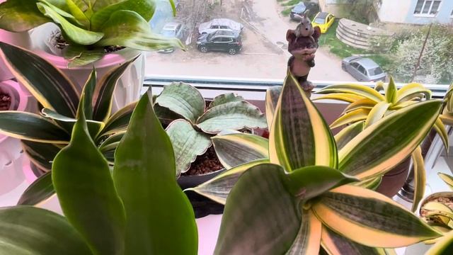 Джунгли в квартире. Моя коллекция сансевиерий. Часть 2. смотреть онлайн