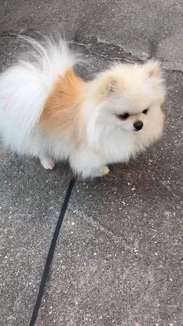 Буся #шпиц сильно вылиняла, можно часто купать, гуляет без костюма - вся шерсть в пыли #pomeranian смотреть онлайн